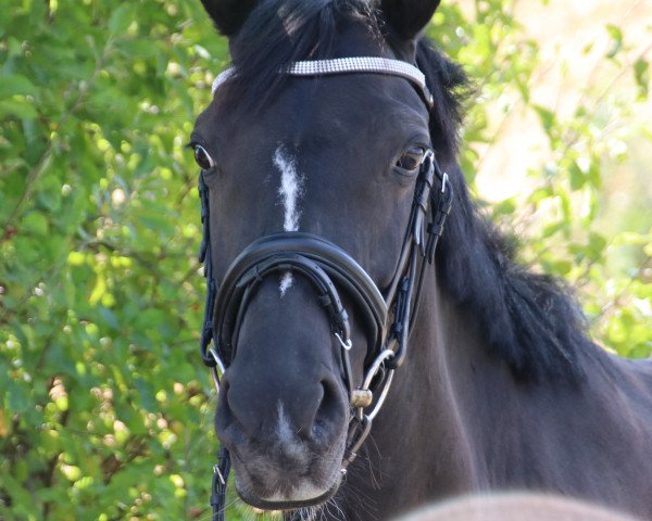 Dressurpferd Sky 171 (Deutsches Reitpony, 2012, von Dear Max DSP)