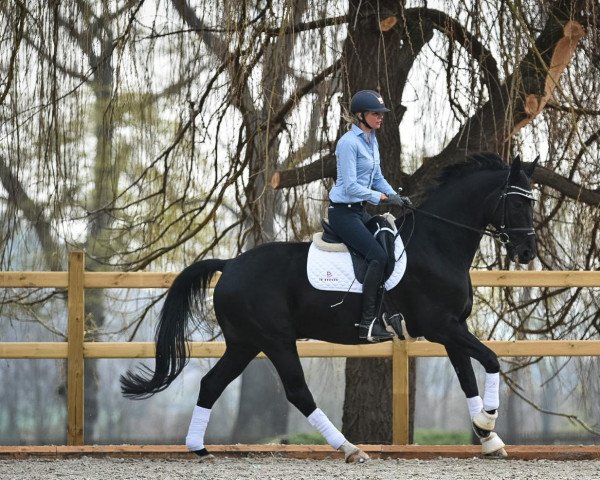 dressage horse Entertainer Mp (KWPN (Royal Dutch Sporthorse), 2009, from Sorento OLD)