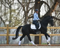 dressage horse Entertainer Mp (KWPN (Royal Dutch Sporthorse), 2009, from Sorento OLD)