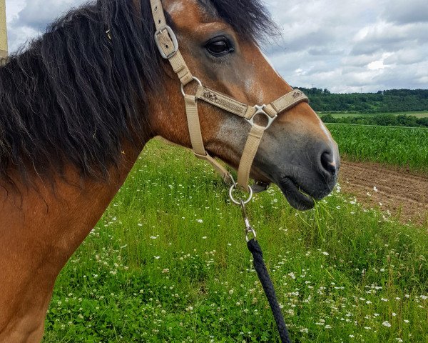 horse Chico von Breuberg (unknown, 1985, from Chirko)
