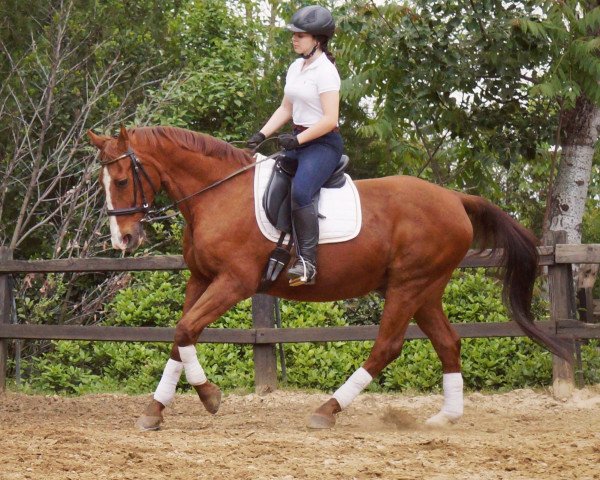 horse Sixtus 35 (Hanoverian, 1989, from Sassnitz)