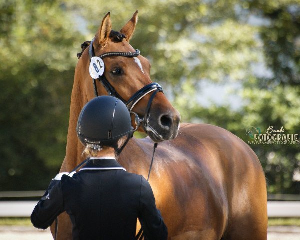 Dressurpferd Glücksklee 5 (Deutsches Reitpony, 2016, von HET Golden Dream)