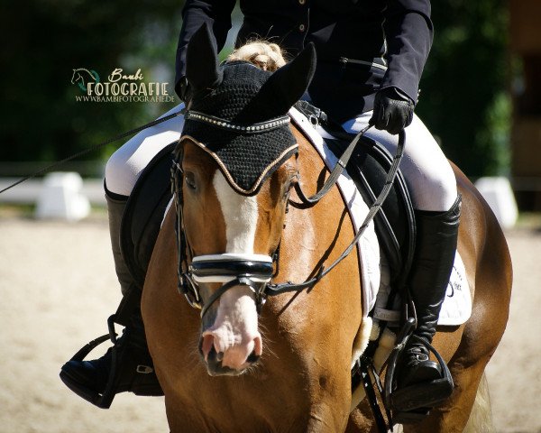 dressage horse Dark Delano H (German Riding Pony, 2015, from FS Don't Worry)