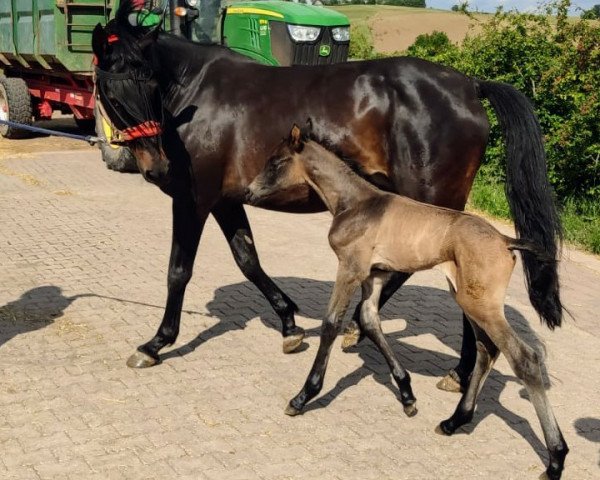 Zuchtstute Fleur de la Cour 3 (Trakehner, 2007, von Grafenstolz)