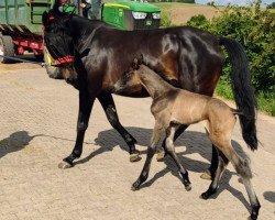 broodmare Fleur de la Cour 3 (Trakehner, 2007, from Grafenstolz)