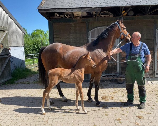 horse Bella (Hanoverian, 2020, from Bon Courage 4)