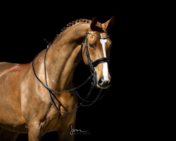 dressage horse Brasilia 25 (Oldenburg, 2010, from Bonifatius)