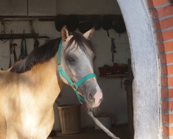Zuchtstute Pocket H-S (Deutsches Reitpony, 2010, von Mc Murphy)