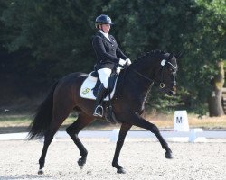 dressage horse DESIGN (Hanoverian, 2015, from Finest)