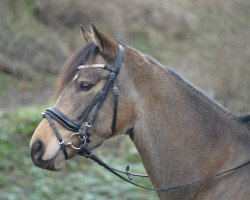 dressage horse Calinero B (German Riding Pony, 2015, from Top Christobell)