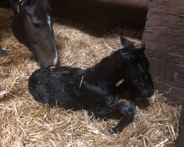 horse Debbie Ocean W (Westphalian, 2020, from Blue Hors Dreamline)