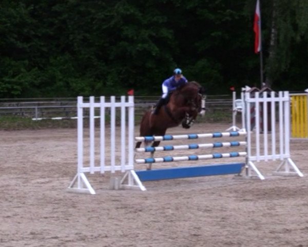 broodmare Belamie 13 (Mecklenburg, 2010, from Jumex Sport Be Bravo)