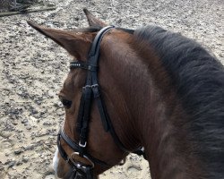 horse Chanel (unknown, 2013)