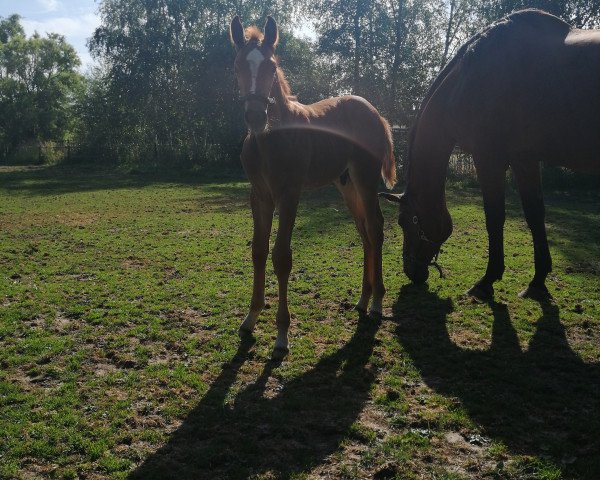 Pferd Undercover (Belgisches Warmblut, 2020)