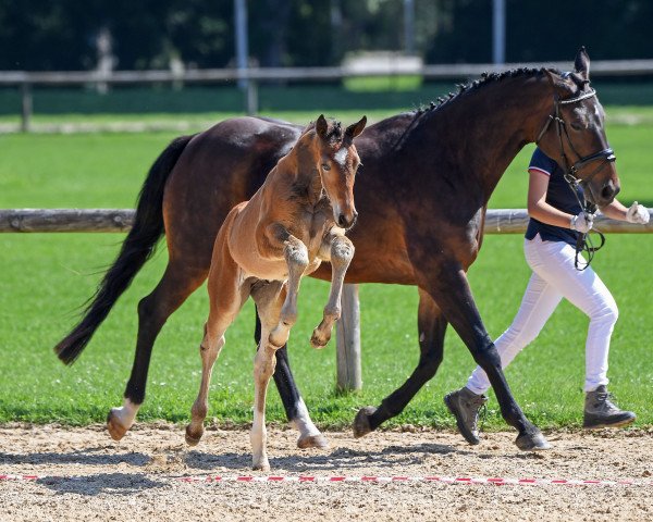 jumper Bellini's Bandito (Bavarian, 2018, from Bellini Royal)