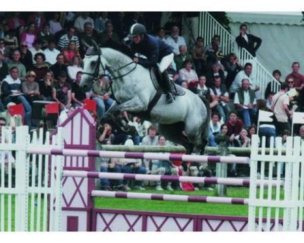 stallion Mr Fly de Landette (Selle Français, 2000, from Galoubet A)