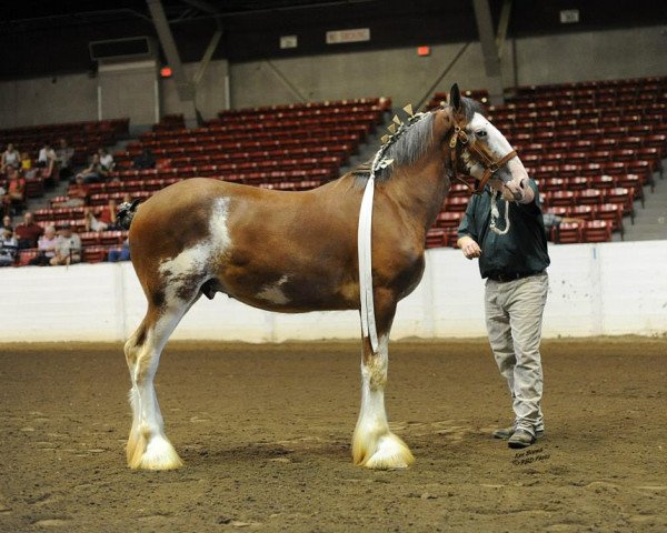 Pferd Prescott of Shining Meadows (Clydesdale, 2013, von 2S Explorer's Intrepid)