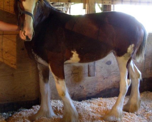 horse Prairieview Margaret (Clydesdale, 2016, from Northumberland Viceroy) horse Prairieview Margaret (Clydesdale, 2016, from Northumberland Viceroy)