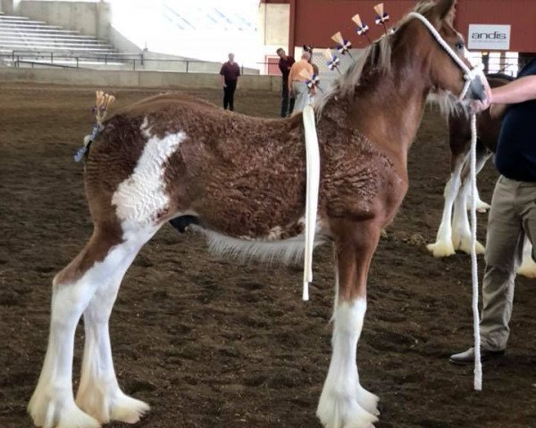 horse Prairieview Command Performance (Clydesdale, 2018, from Northumberland Viceroy)