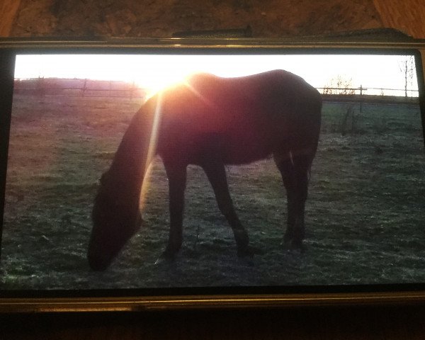 broodmare Tamina 110 (Trakehner, 2005, from Hofrat)