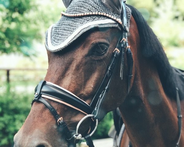 horse Image (KWPN (Royal Dutch Sporthorse), 2013, from Hinault)