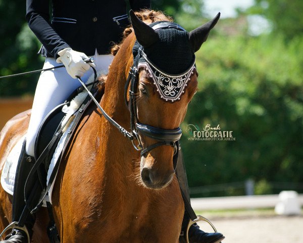 dressage horse Money Maker 14 (German Sport Horse, 2015, from Monte Bellini)
