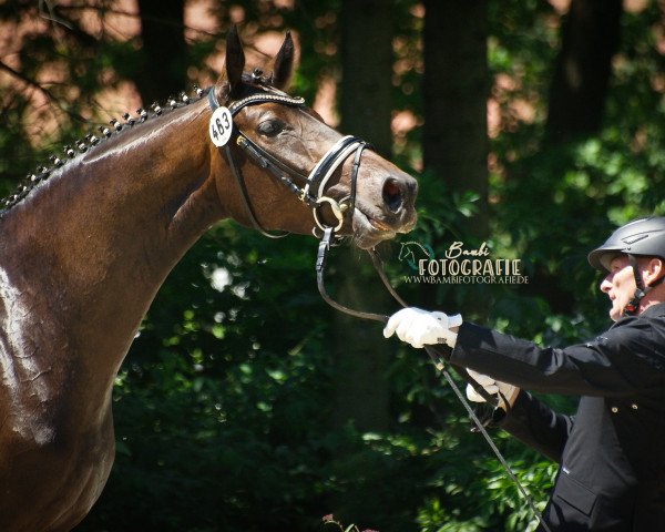 broodmare Fräulein Fischer (German Sport Horse, 2015, from For Compliment)