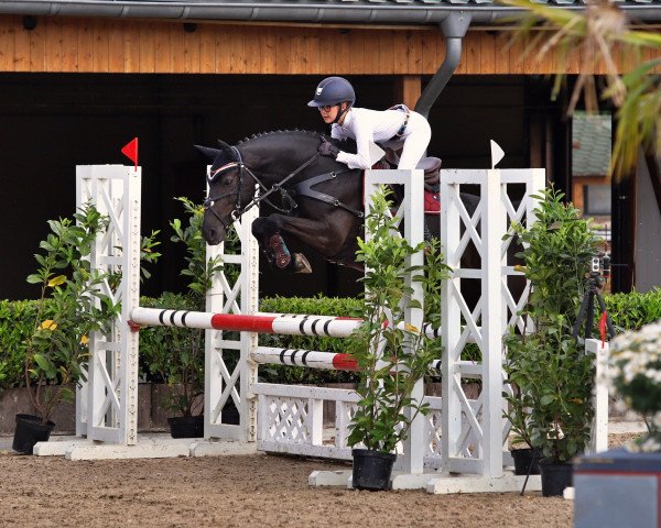 Springpferd Toppi 5 (Deutsches Reitpony, 2015, von Top Berlin) Springpferd Toppi 5 (Deutsches Reitpony, 2015, von Top Berlin)
