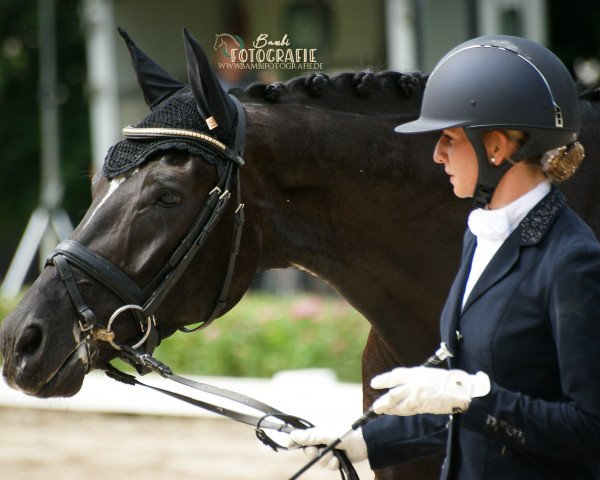 dressage horse Fittipaldi 41 (German Sport Horse, 2015, from Feriado)