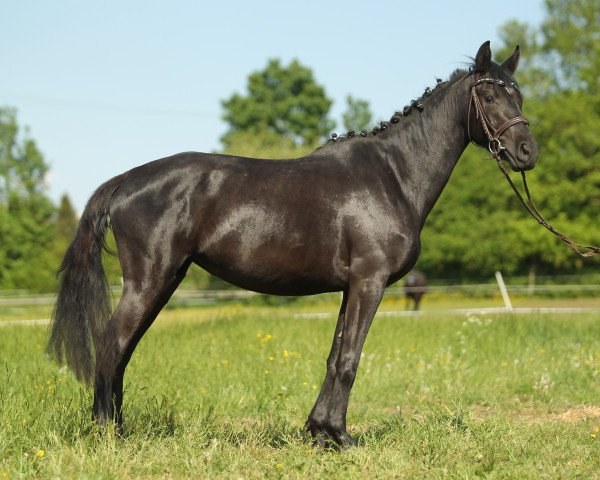 broodmare Flicka (Trakehner, 2015, from Insterburg TSF)