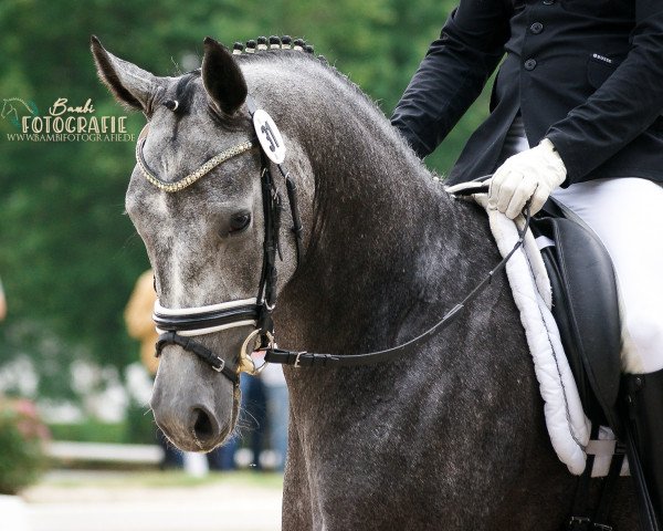 Cavallo da Dressage Barbora (Württemberger, 2016, di Belantis)
