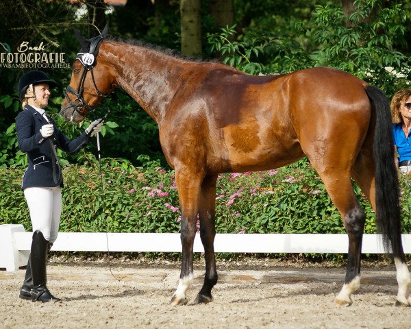 Springpferd Tropicano 3 (Deutsches Sportpferd, 2016, von Birkhof's Topas Fbw)