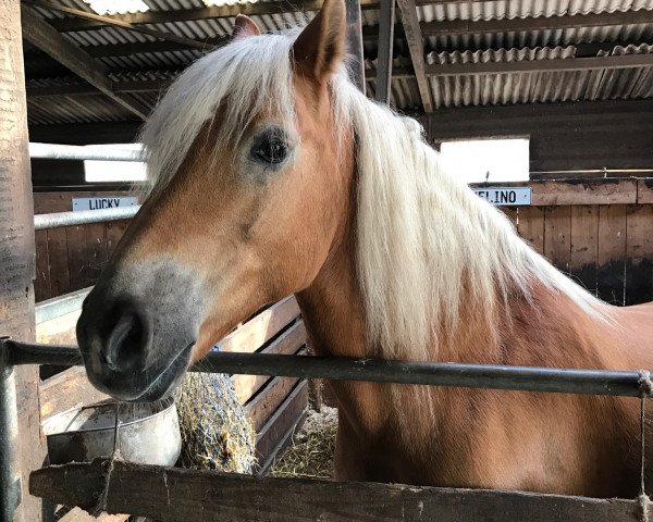 horse Avelino (Haflinger, 2000, from Almblitz (1,57% ox)) horse Avelino (Haflinger, 2000, from Almblitz (1,57% ox))