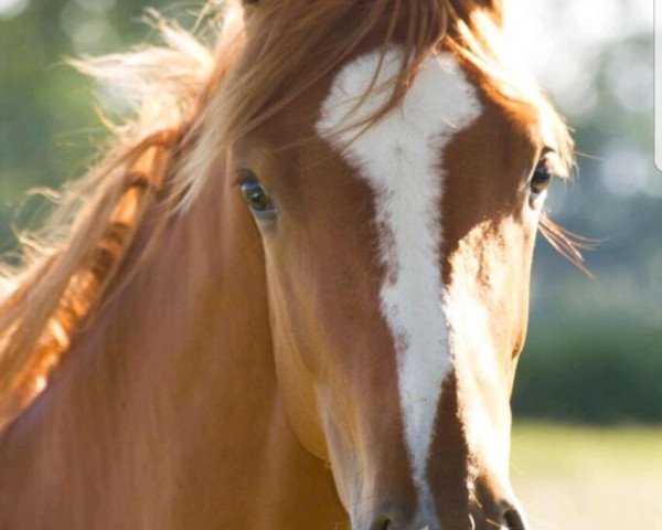 horse Florentine (Hanoverian, 2016, from Fürst Fohlenhof)
