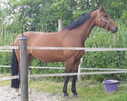 broodmare Prefira (Zangersheide riding horse, 2013, from President)