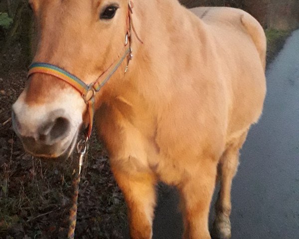 broodmare Sunshine Lady (Fjord Horse, 2002, from Ibsen)