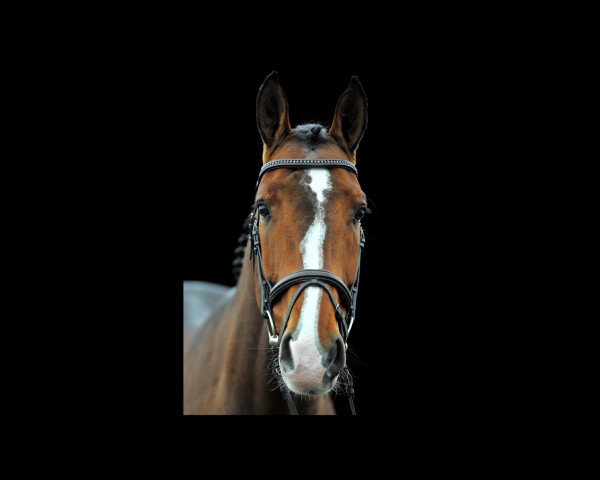 Springpferd Aramis Jvh Z (Zangersheide Reitpferd, 2013, von Armstrong van de Kapel)
