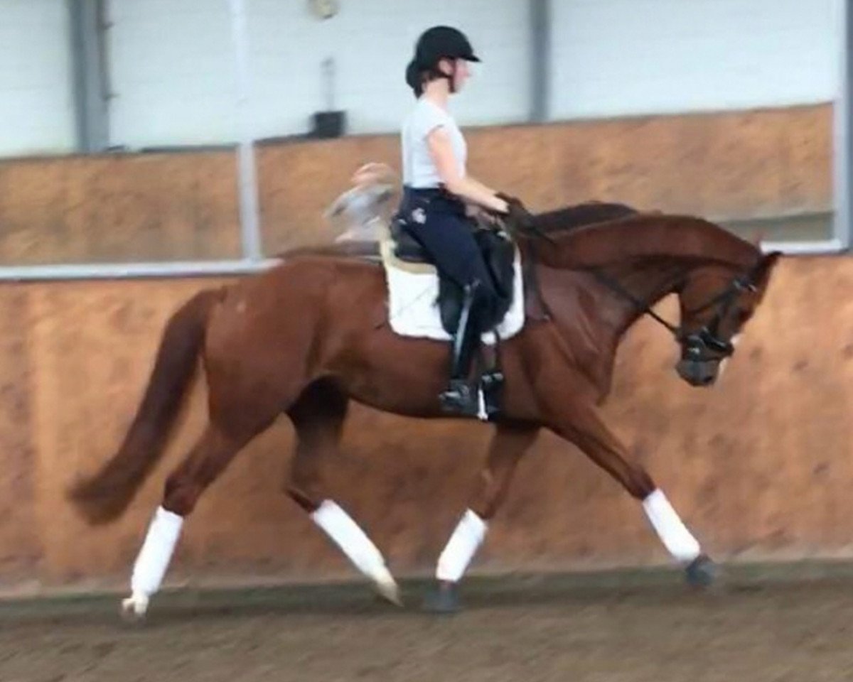 dressage horse Escada 312 (Hanoverian, 2016, from Estador)