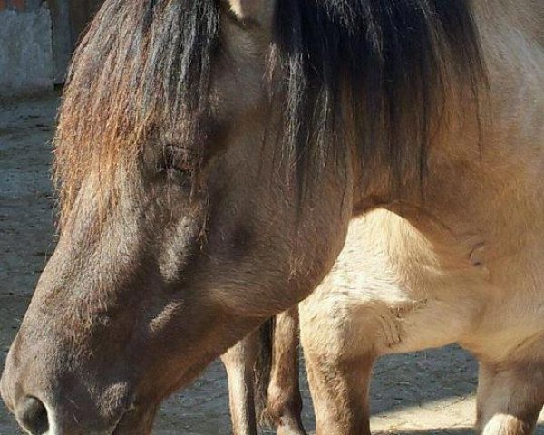Cavalo Sir Merlin (Dülmener, 2005, de Sahib)