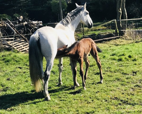 broodmare Cassikora (Hanoverian, 2009, from Cassini II)