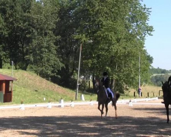 Reitturnier Willich-Anrath-Neersen 2015