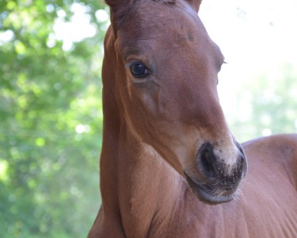 broodmare Sachsenfräulein (Trakehner, 2020, from Kaiserkult TSF)