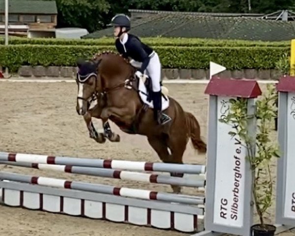 Deckhengst St.Annens Gentle Touch (Deutsches Reitpony, 2015, von St.annens Get Up)