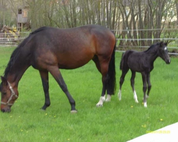 broodmare Gianna Royal (Oldenburg, 2000, from Royal Dance)