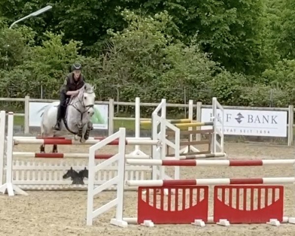 jumper Chicago 166 (German Riding Pony, 2011, from Cappuccino)
