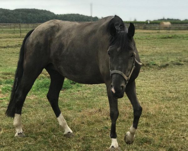 broodmare Gritt's Gretchen (German Sport Horse, 2010, from Fürst Fugger)