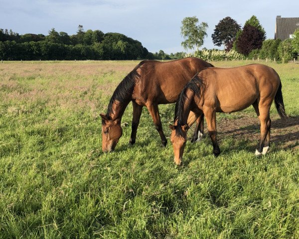 horse Carlo H (Oldenburg show jumper, 2018, from Cornet's Prinz)
