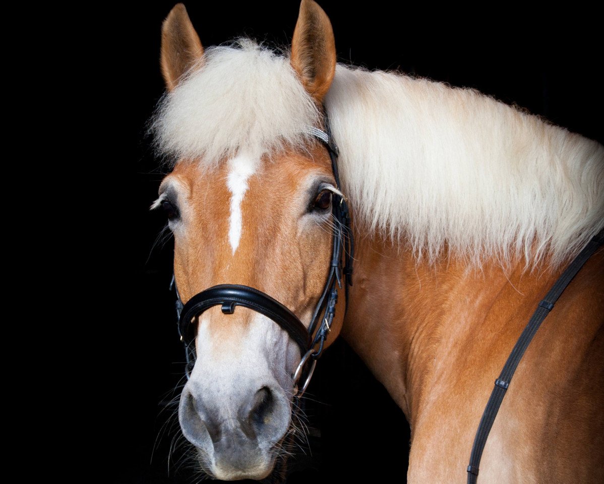 Zuchtstute Annika (Haflinger, 2000, von Alban)