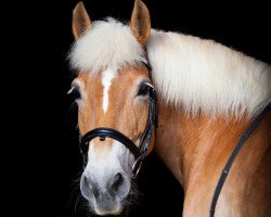 Zuchtstute Annika (Haflinger, 2000, von Alban)