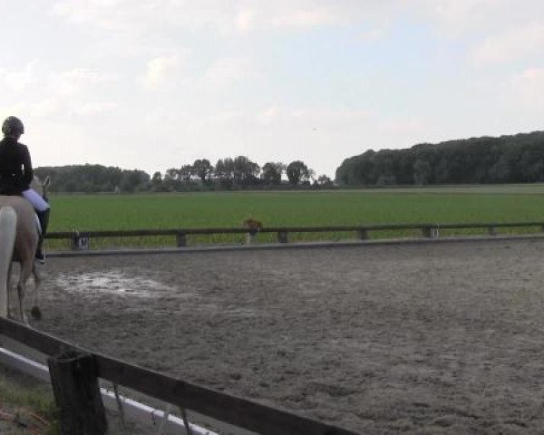 Ponyturnier Billerbeck 2015